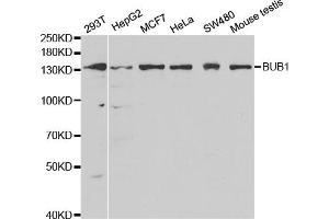 Western blot analysis of extracts of various cell lines, using BUB1 antibody (ABIN5970993) at 1/1000 dilution. (BUB1 抗体)