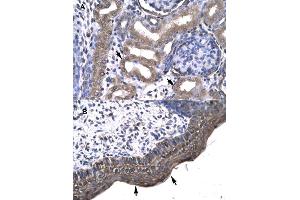 Immunohistochemical staining (Formalin-fixed paraffin-embedded sections) of (A) human kidney and (B) human spermatophore tissues with KIN polyclonal antibody . (KIN 抗体  (AA 230-279))
