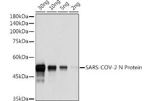 Western blot analysis of SARS-COV-2 N Protein using SARS-COV-2 N Protein Rabbit pAb (ABIN7269049) at 1:1000 dilution. (Nucleoprotein 抗体)