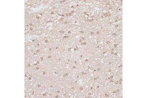 Immunohistochemistry of paraffin-embedded rat brain using GPKOW antibody. (GPKOW 抗体  (AA 127-476))