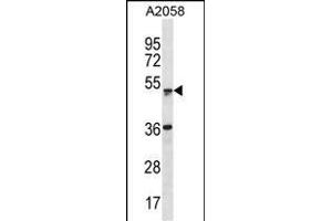 ZSCAN21 Antibody (Center) (ABIN1882042 and ABIN2838688) western blot analysis in  cell line lysates (35 μg/lane). (ZSCAN21 抗体  (AA 241-270))