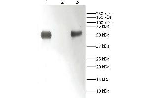 Lane 1 - Rabbit IgGLane 2 - Rabbit IgG Light ChainsLane 3 - Rabbit IgG Heavy ChainsRabbit immunoglobulins above were resolved by electrophoresis under reducing conditions, transferred to PVDF membrane, and probed with Mouse Anti-Rabbit IgG-HRP. (小鼠 anti-兔 IgG (Fc Region) Antibody)