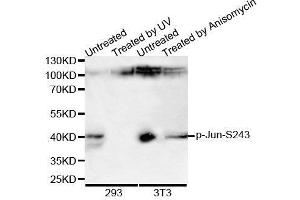 Western Blotting (WB) image for anti-Jun Proto-Oncogene (JUN) (pSer243) antibody (ABIN3023577) (C-JUN 抗体  (pSer243))