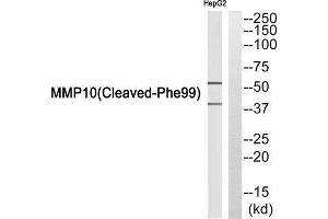 Western Blotting (WB) image for anti-Matrix Metallopeptidase 10 (Stromelysin 2) (MMP10) (Cleaved-Phe99) antibody (ABIN1853588) (MMP10 抗体  (Cleaved-Phe99))