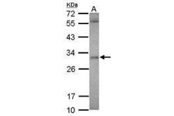 ASB12 anticorps  (AA 38-303)