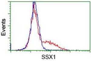 Image no. 2 for anti-Synovial Sarcoma, X Breakpoint 1 (SSX1) antibody (ABIN1501159) (SSX1 抗体)