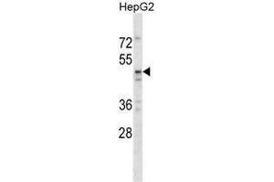 TAPBPL Antibody (N-term) western blot analysis in HepG2 cell line lysates (35ug/lane).