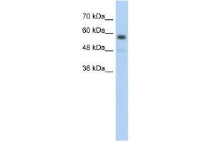C9ORF127 antibody used at 5 ug/ml to detect target protein. (TMEM8B 抗体  (Middle Region))