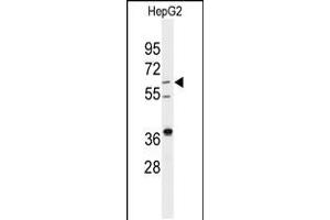 Western blot analysis of anti-DHCR24 Antibody in HepG2 cell line lysates (35ug/lane) (Seladin 1 抗体  (AA 218-246))