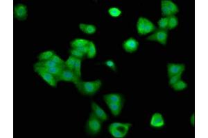 Immunofluorescence staining of HepG2 cells with ABIN7148955 at 1:200, counter-stained with DAPI. (Cyclin Y 抗体  (AA 2-170))
