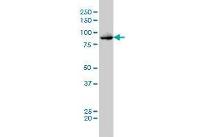 TTK monoclonal antibody (M01), clone 3G7 Western Blot analysis of TTK expression in K-562 .