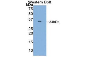 Western Blotting (WB) image for anti-C2 Calcium-Dependent Domain Containing 3 (C2CD3) (AA 2051-2323) antibody (ABIN1858187) (C2CD3 抗体  (AA 2051-2323))