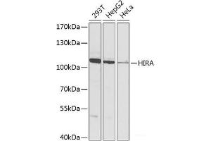 Western blot analysis of extracts of various cell lines using HIRA Polyclonal Antibody at dilution of 1:1000. (HIRA 抗体)
