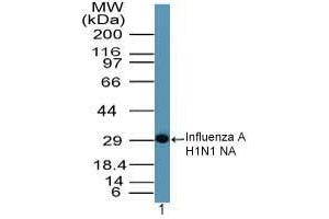 Image no. 1 for anti-Influenza A Virus Neuraminidase antibody (Influenza A Virus H1N1) (AA 320-334) (ABIN960230) (Influenza A Virus Neuraminidase 抗体  (AA 320-334))