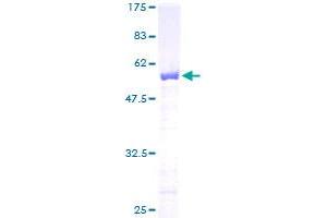 FKBP3 Protein (AA 1-224) (GST tag)
