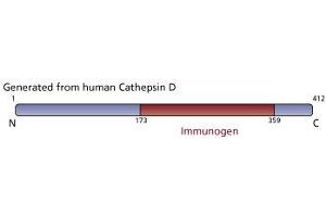 Image no. 2 for anti-Cathepsin D (CTSD) antibody (ABIN968184) (Cathepsin D 抗体)