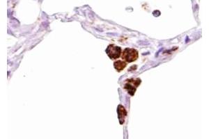 ABIN6267455 at 1/100 staining human bone tissue sections by IHC-P. (SHP1 抗体  (pTyr536))