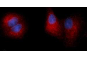 Immunofluorescence (IF) image for anti-Carboxypeptidase E (CPE) (AA 43-476) antibody (PE) (ABIN5565197)