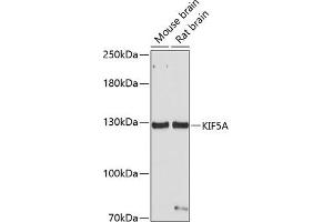 Western blot analysis of extracts of various cell lines, using KIF5A antibody (ABIN1680589, ABIN3017664, ABIN3017665 and ABIN6220202) at 1:1000 dilution. (KIF5A 抗体  (AA 933-1032))