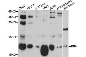 Western blot analysis of extracts of various cell lines, using ERH antibody (ABIN5997694) at 1:3000 dilution. (ERH 抗体)