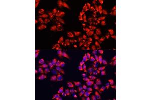 Immunofluorescence analysis of HeLa cells using  antibody (ABIN6133474, ABIN6136782, ABIN6136783 and ABIN6224731) at dilution of 1:100.