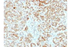 Immunohistochemistry (IHC) image for anti-Frataxin (FXN) (AA 57-210) antibody (ABIN6939442)