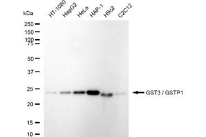 Western blotting analysis using GST3 / GSTP1 antibody (ABIN7798758). (Recombinant GSTP1 抗体)