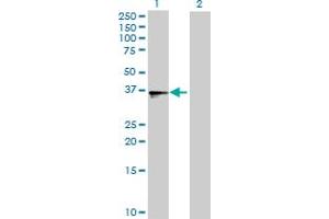 Western Blot analysis of B3GALT4 expression in transfected 293T cell line by B3GALT4 MaxPab polyclonal antibody. (B3GALT4 抗体  (AA 1-378))