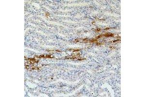 Immunohistochemical analysis of Fibronectin staining in mouse kidney formalin fixed paraffin embedded tissue section. (Fibronectin 抗体)