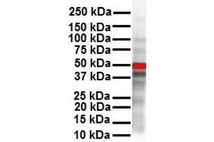 WB Suggested Anti-CCND1 antibody Titration: 1 ug/mL Sample Type: Human SH-SY5Y (Cyclin D1 抗体  (N-Term))