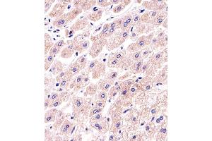 Immunohistochemical analysis of paraffin-embedded H.