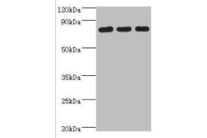 Western blot All lanes: CXXC-type zinc finger protein 1 antibody at 2 μg/mL Lane 1: THP-1 whole cell lysate Lane 2: Mouse liver tissue Lane 2: Mouse spleen tissue Secondary Goat polyclonal to rabbit IgG at 1/10000 dilution Predicted band size: 76, 77 kDa Observed band size: 76 kDa (CXXC1 抗体  (AA 1-210))