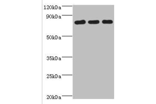 CXXC1 antibody  (AA 1-210)