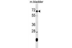 Western Blotting (WB) image for anti-Oxidative Stress Induced Growth Inhibitor 1 (OSGIN1) antibody (ABIN2999904) (OSGIN1 抗体)