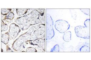 Immunohistochemistry (IHC) image for anti-Fibulin 4 (FBLN4) (Internal Region) antibody (ABIN1851282) (FBLN4 抗体  (Internal Region))