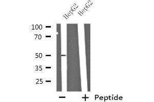 Western blot analysis of extracts from HepG2 cells using NBPF7 antibody. (NBPF7 抗体  (C-Term))