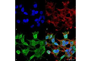 Immunocytochemistry/Immunofluorescence analysis using Mouse Anti-Neuroligin 1 Monoclonal Antibody, Clone S97A-31 . (Neuroligin 1 抗体  (AA 718-843) (APC))
