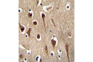 Immunohistochemistry analysis in formalin fixed and paraffin embedded human brain tissue reacted with FBXO39 Antibody (C-term) followed by peroxidase conjugation of the secondary antibody and DAB staining. (FBXO39 抗体  (C-Term))