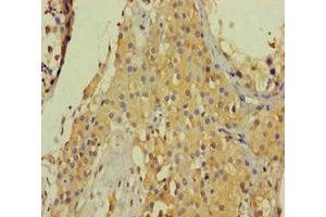 Immunohistochemistry of paraffin-embedded human testis tissue using ABIN7148261 at dilution of 1:100 (Collagen, Type VI, alpha 6 (COL6A6) (AA 430-982) 抗体)