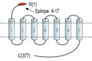 Representative domain view of the target of ABIN7884762.