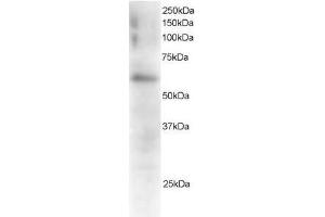 Image no. 1 for anti-Gardner-Rasheed Feline Sarcoma Viral (V-Fgr) Oncogene Homolog (FGR) (C-Term) antibody (ABIN374126) (Fgr 抗体  (C-Term))