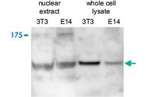 Western blot was performed on nuclear extracts and whole cell lysates from mousefibroblasts (NIH/3T3) and embryonic stem cells (E14Tg2a) with Ctr9 polyclonal antibody , diluted 1 : 500 in BSA/PBS-Tween. (CTR9 抗体)