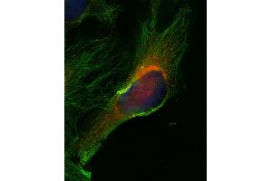 Indirect immunofluorescence on HELA cells (dilution 1 : 500; red) in combination with anti-α-tubulin (cat. (VAMP8 抗体  (Cytoplasmic Domain))