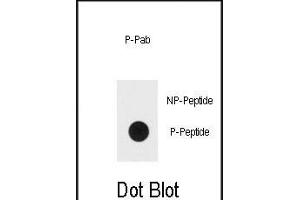 Dot blot analysis of Bi-phospho-ERK1/2-/ Antibody (ABIN389990 and ABIN2839771) on nitrocellulose membrane. (ERK1/2 抗体  (pThr202, pTyr204))