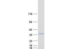 Validation with Western Blot (ZNF174 Protein (Transcript Variant 2) (Myc-DYKDDDDK Tag))