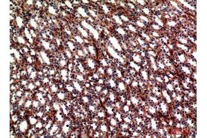 Immunohistochemistry (IHC) analysis of paraffin-embedded Mouse Kidney, antibody was diluted at 1:100. (ITGA5 抗体  (Internal Region))