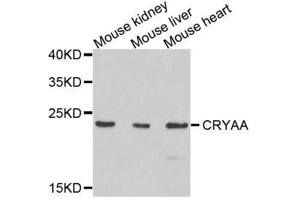 CRYAA antibody  (AA 1-173)