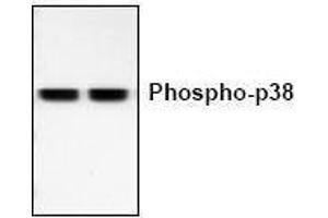 Image no. 1 for anti-Mitogen-Activated Protein Kinase 14 (MAPK14) (pThr180), (pTyr182) antibody (ABIN127118) (MAPK14 抗体  (pThr180, pTyr182))