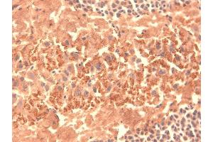 Immunohistochemistry analysis using Mouse Anti-HCN4 Monoclonal Antibody, Clone S114-10 . (HCN4 抗体  (AA 1019-1198) (Biotin))