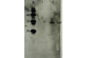 Western Blotting (WB) image for anti-HIV-1 Nef (full length) antibody (ABIN2452025) (HIV-1 Nef (full length) 抗体)